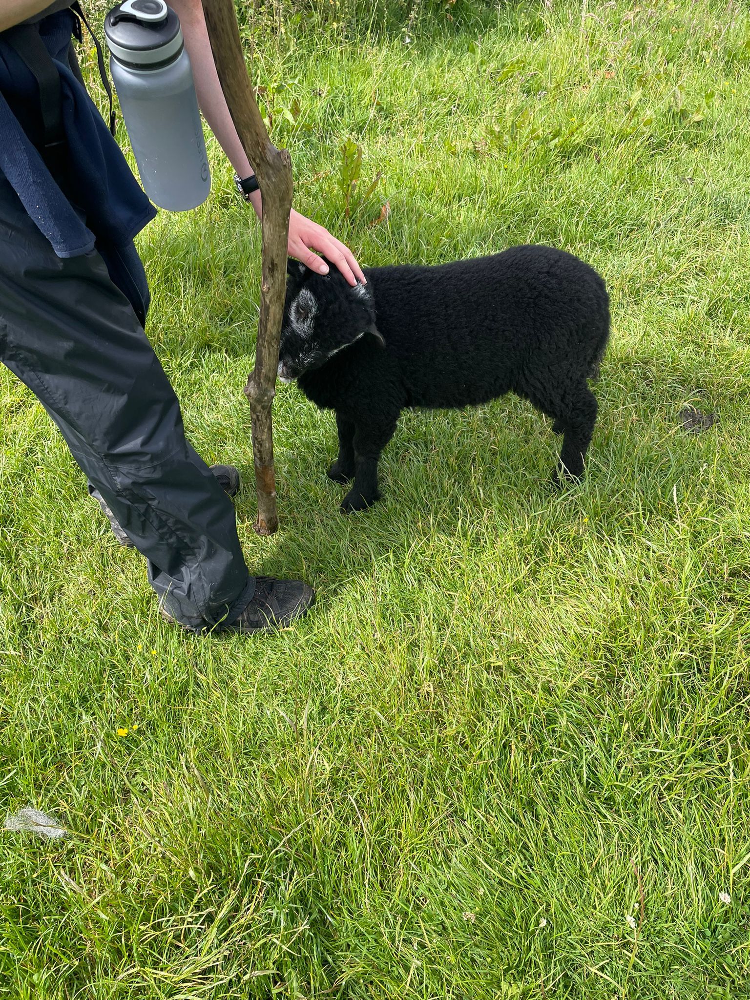 A Lamb We Befriended on our Expedition